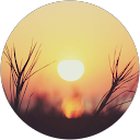 Alexis profile picture